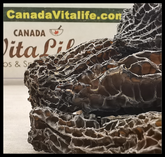 Morel Mushrooms